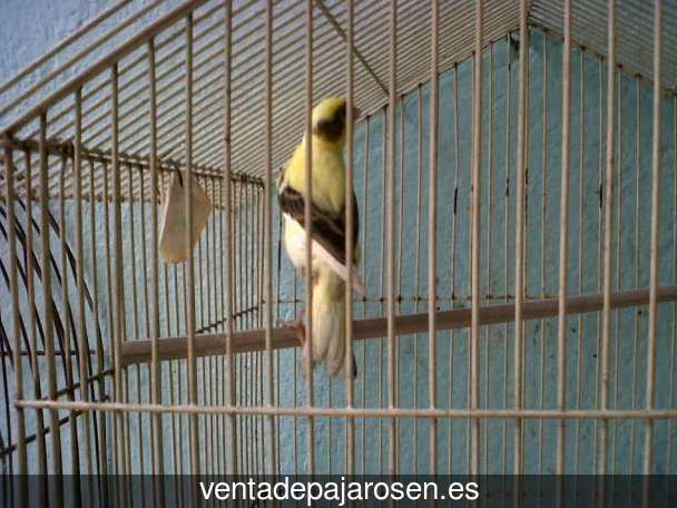 Cria de canarios en casa Villota del Páramo?